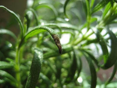 IMG_0247 (Large).JPG