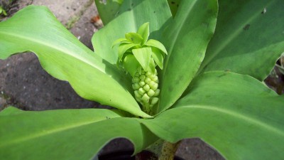 Eucomis.jpg