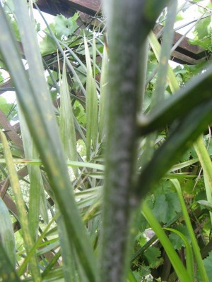 k-IMG_1694.JPG
