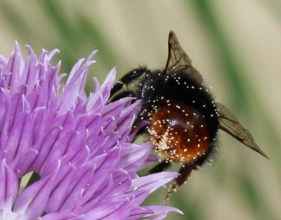 Hummel auf Schnittlauch -1 - 05.07.2009 - 6.jpg