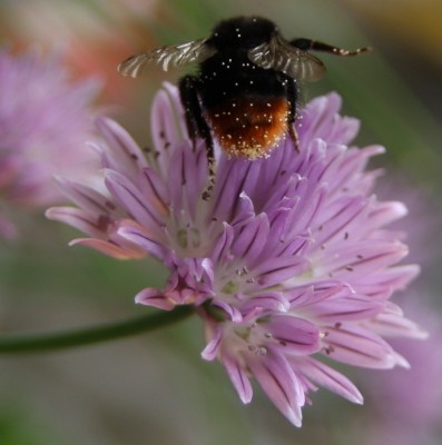 Hummel auf Schnittlauch -1 - 05.07.2009 - 3.jpg