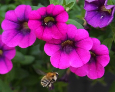 Im Flug erwischt - 05.07.2009.jpg