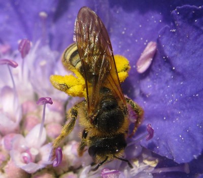 04.07.2009 wildbienchen.jpg