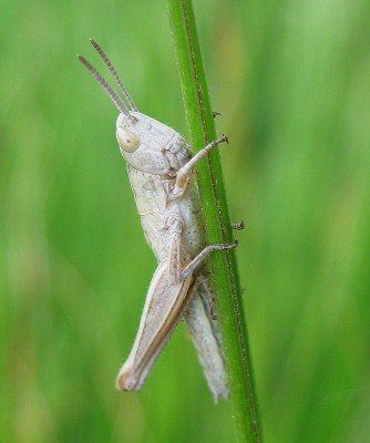 04.07.2009 hüpfer.jpg