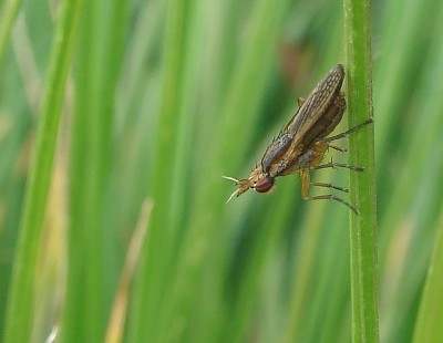 04.07.2009 ein wesen.jpg