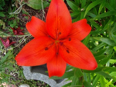 Lilie-orange.JPG