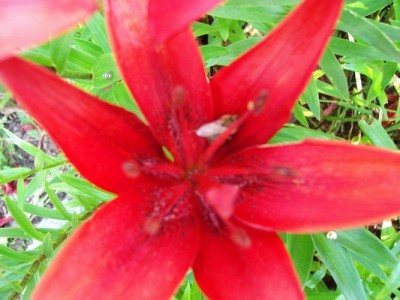 Lilie-rot-2.JPG