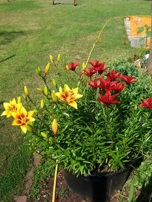Lilien-4.JPG