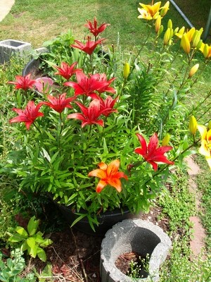 Lilien-2.JPG
