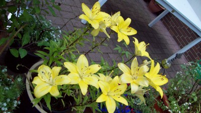 Lilien gelb.jpg