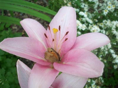 Lilie mit schmetterling.jpg