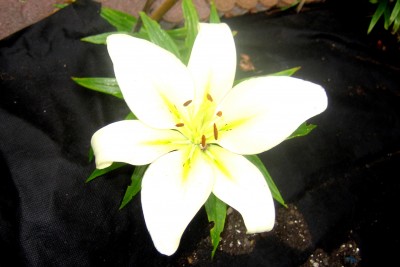 090705-lilie.jpg