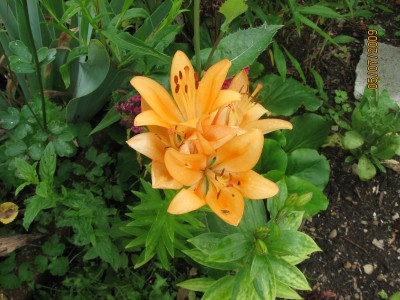 Green2009_2583.jpg