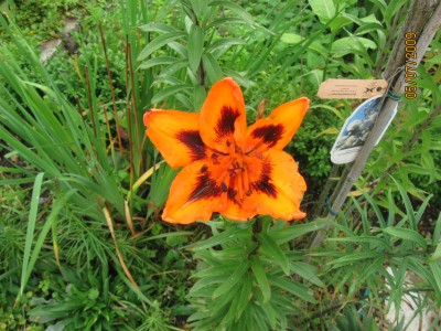 Green2009_2581.jpg