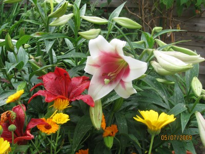 Green2009_2575.jpg