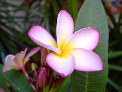 plumibluete050709.jpg