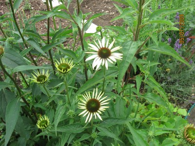 weisse Echinacea.jpg