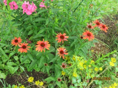 Echinacea.jpg