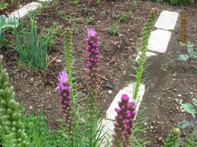Prachtscharte - Liatris spicata.jpg