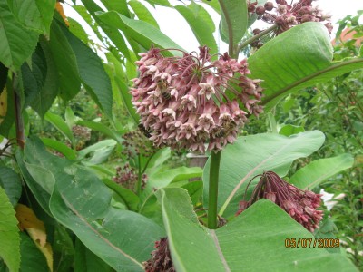 Seidenpflanze, Asclepias syriaca.jpg