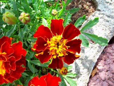 Tagetes.JPG