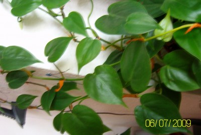 100D1286.JPG