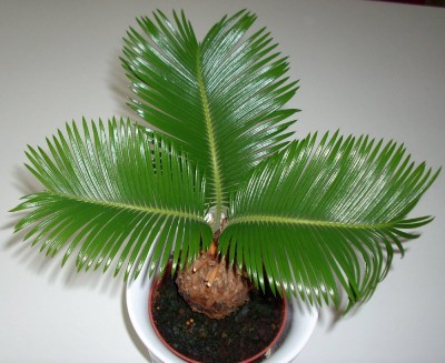 Palmfarn am 06.07.2009.jpg