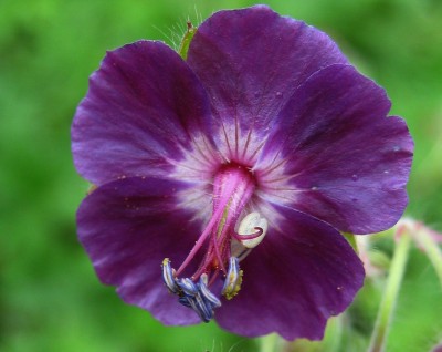 04.07.2009 geranium phaeum.jpg