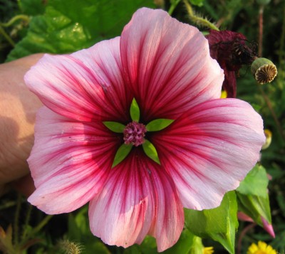 03.07.2009 lavatera2.jpg