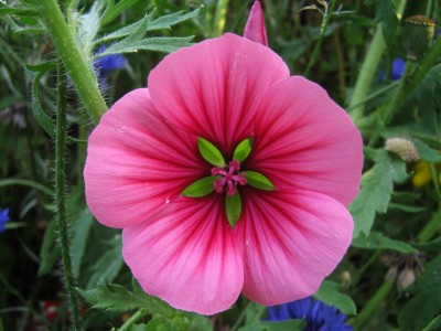 03.07.2009 lavatera1.jpg