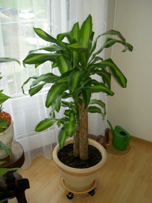 PICT0010.JPG
