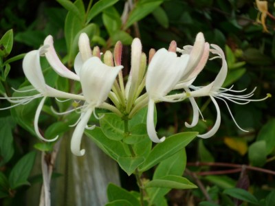 Geißblattblüte weiß.JPG