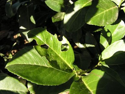 P1010005.jpg