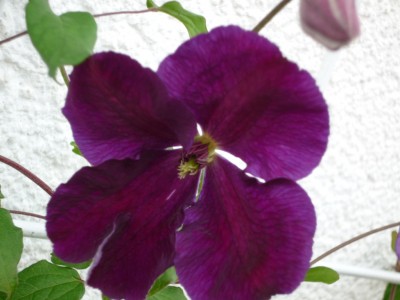 Clematis Tuczka.JPG