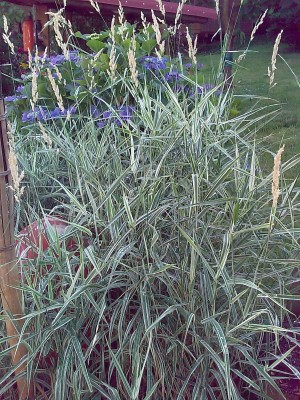 IMAG0204.jpg