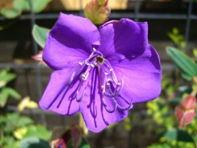 Veilchenbaum Prinzessinenblume Tibouchina urvellana9kkkkkkkkkk2.jpg