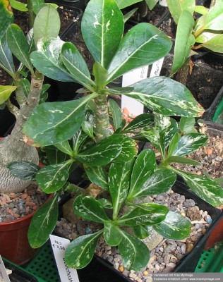 IMG_1606 A. obesum variegated_klein.jpg