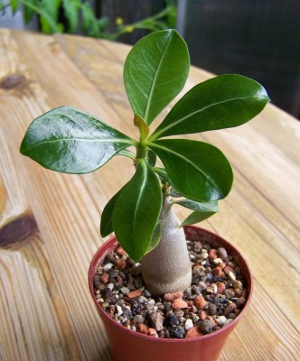 adenium1_663_800.jpg