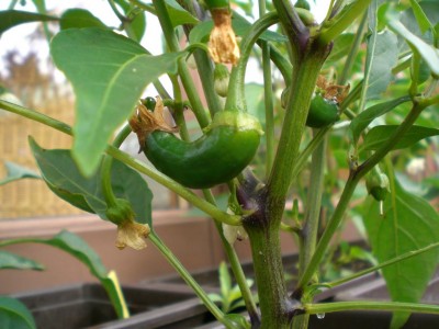 07072009-Cayenne-2.JPG