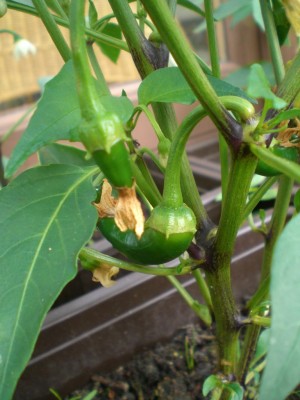 07072009-Cayenne-1.JPG