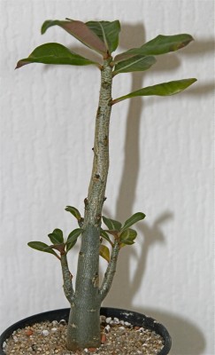 Wüstenrose komplettansicht.jpg