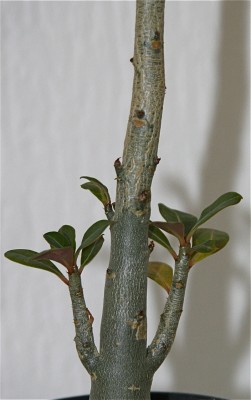 Wüstenrose verzweigung.jpg