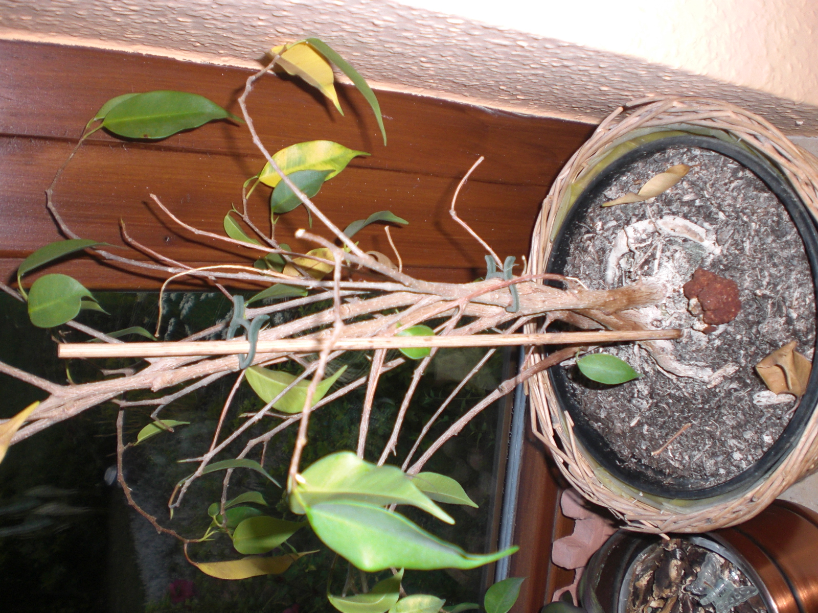 Ficus - Pilzbefall - Was tun?  Pflanzenkrankheiten & Schdlinge  GREEN24  Pflanzen & Garten Forum