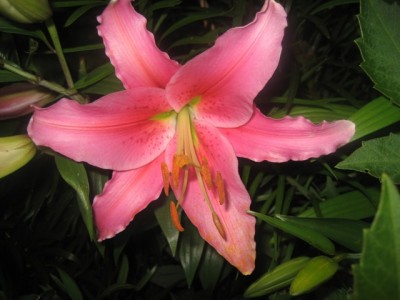 Lilium Salome.JPG