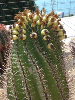 Sommerurlaub 2009 in San Remo 149.jpg