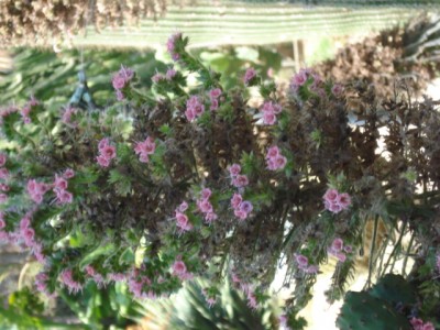 Sommerurlaub 2009 in San Remo 189.jpg