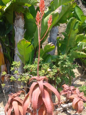 Sommerurlaub 2009 in San Remo 173.jpg