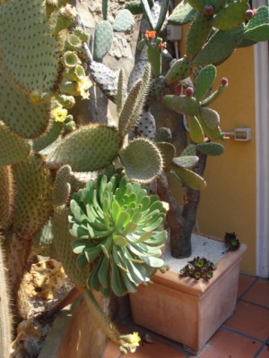 Sommerurlaub 2009 in San Remo 207.jpg