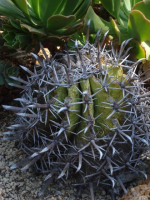 Sommerurlaub 2009 in San Remo 199.jpg