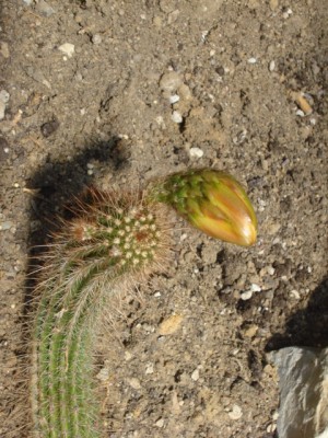 Sommerurlaub 2009 in San Remo 229.jpg